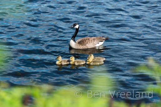 A goose escorts four goslings along the Charles River in spring